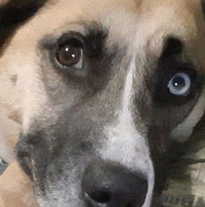 Meet your Posher, Ella